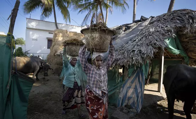 Workers carry cattle dung, used to make natural fertilizer, in Pedavuppudu village, India, Feb. 12, 2024. (AP Photo/Altaf Qadri)