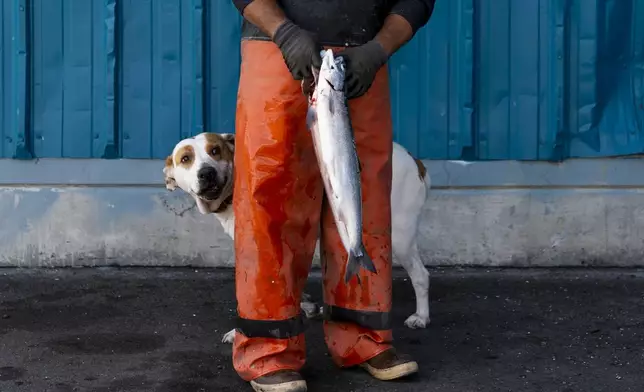 A dog eyes a blueback, or Quinault sockeye salmon, before Jade Rodriguez brings the fish to Quinault Pride Seafood to sell in Taholah, Wash., May 22, 2024. (AP Photo/Lindsey Wasson)