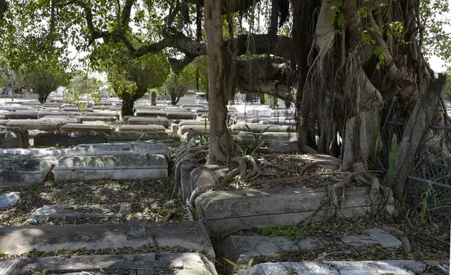 Above ground graves are placed next to each other under the shade of a banyan tree at the Lincoln Memorial Park Cemetery, Monday, Feb. 26, 2024, in the Brownsville neighborhood of Miami. The cemetery holds the remains of 10,000 Black Americans, including some of Miami's most influential figures including Miami's first Black millionaire, D.A. Dorsey, and Gwen Cherry, Florida's first Black woman to serve in Florida's legislature. (AP Photo/Marta Lavandier)