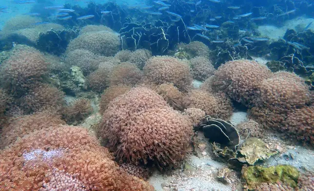 Results of Reef Check 2024 announced  Source: HKSAR Government Press Releases