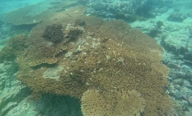 Results of Reef Check 2024 announced  Source: HKSAR Government Press Releases