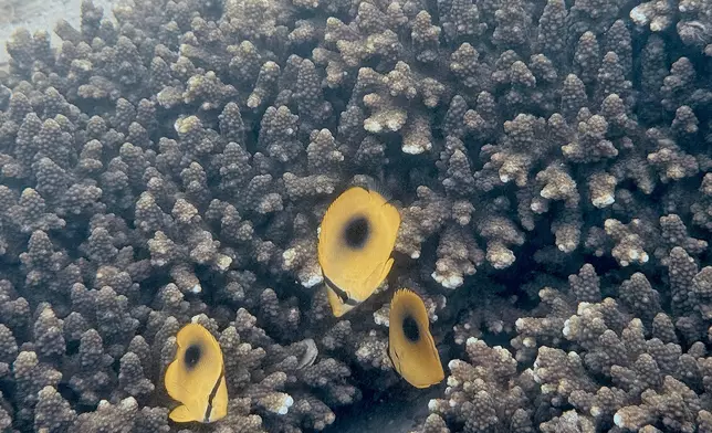 Results of Reef Check 2024 announced  Source: HKSAR Government Press Releases
