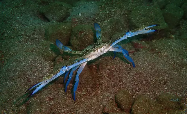 Results of Reef Check 2024 announced  Source: HKSAR Government Press Releases