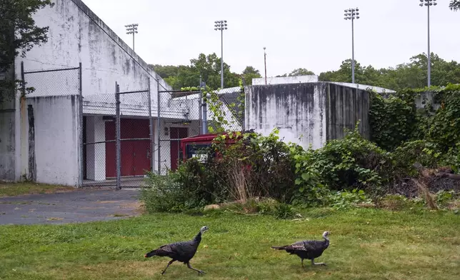 Two wild turkeys trot outsides White Stadium, Thursday, Sept. 26, 2024, at Franklin Park in Boston. A plan to renovate the aging stadium in Boston for a professional women's soccer team has sparked controversy over concerns it will displace some youth sports and limit access to a public park in one of the city's most diverse neighborhoods. (AP Photo/Charles Krupa)