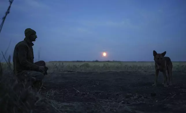 A Ukrainian serviceman of the 110th brigade pets dogs on his position at the frontline on Pokrovsk direction, Donetsk region, Ukraine, Wednesday, Sept. 18, 2024. (AP Photo/Evgeniy Maloletka)