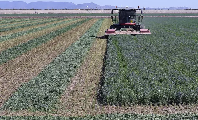 Cut rows of alfalfa, waiting to be raked and baled, lie to the left as a windrower cuts an alfalfa field Tuesday, Aug. 8, 2023, in the Gila Valley, Ariz. (Randy Hoeft/The Yuma Sun via AP)