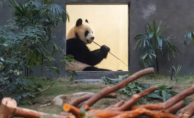 The Beijing-gifted giant panda An An makes his debut appearance to media in Ocean Park during a preview event in Hong Kong, Monday, Dec. 2, 2024. (AP Photo/Chan Long Hei)