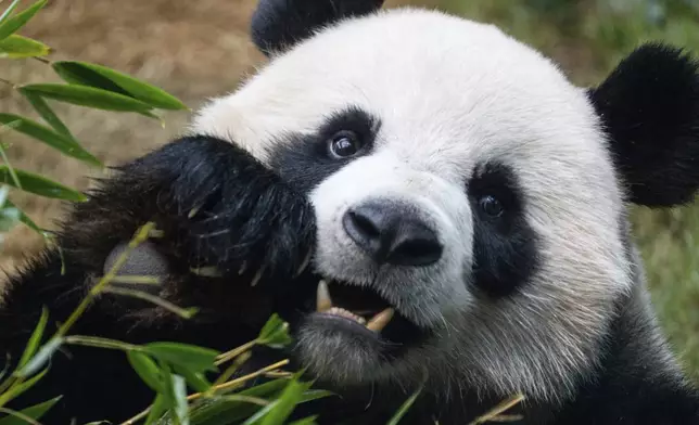 The Beijing-gifted giant panda An An makes his debut appearance to media in Ocean Park during a preview event in Hong Kong, Monday, Dec. 2, 2024. (AP Photo/Chan Long Hei)