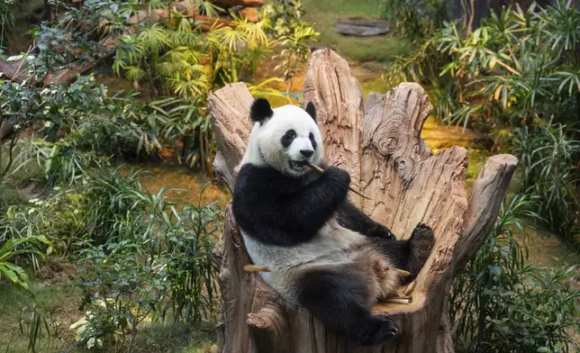 The Beijing-gifted giant panda Ke Ke makes her debut appearance to media in Ocean Park during a preview event in Hong Kong, Monday, Dec. 2, 2024. (AP Photo/Chan Long Hei)