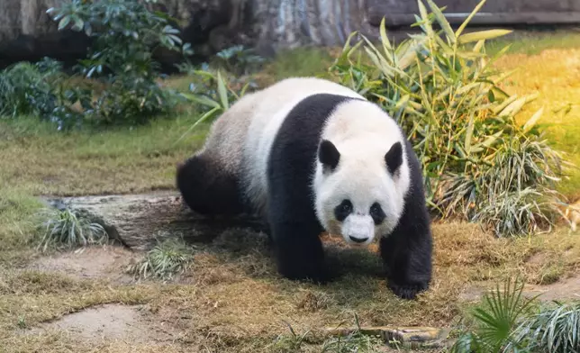 The Beijing-gifted giant panda Ke Ke makes her debut appearance to media in Ocean Park during a preview event in Hong Kong, Monday, Dec. 2, 2024. (AP Photo/Chan Long Hei)