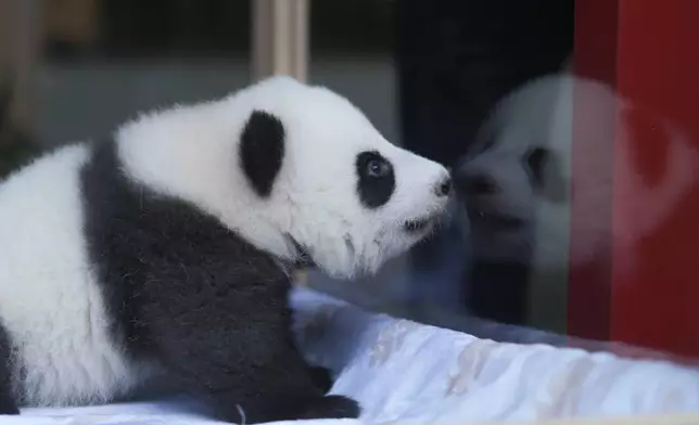 One of the newly born twin panda bear cubs, named Meng Hao and Meng Tian or Leni and Lotti, looks out of the enclosure, during the official presentation of their names, at the Zoo in Berlin, Germany, Friday, Dec. 6, 2024. (AP Photo/Markus Schreiber)