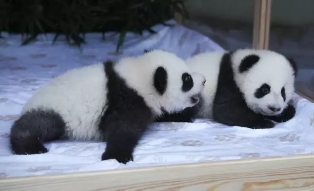 Newly born twin panda bear cubs, named Meng Hao and Meng Tian or Leni and Lotti, look out of the enclosure, during the official presentation of their names, at the Zoo in Berlin, Germany, Friday, Dec. 6, 2024. (AP Photo/Markus Schreiber)