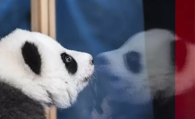 One of the newly born twin panda bear cubs, named Meng Hao and Meng Tian or Leni and Lotti, looks out of the enclosure, during the official presentation of their names, at the Zoo in Berlin, Germany, Friday, Dec. 6, 2024. (AP Photo/Markus Schreiber)