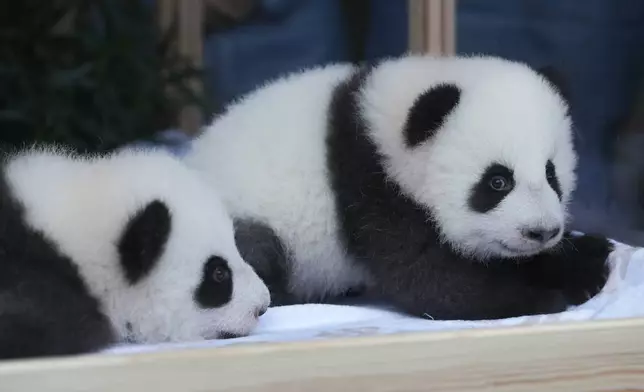 Newly born twin panda bear cubs, named Meng Hao and Meng Tian or Leni and Lotti, look out of the enclosure, during the official presentation of their names, at the Zoo in Berlin, Germany, Friday, Dec. 6, 2024. (AP Photo/Markus Schreiber)