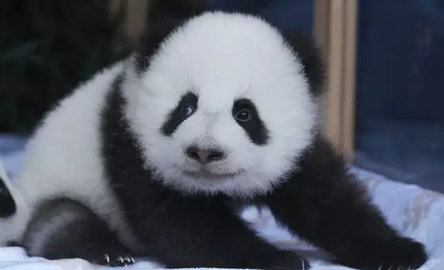 One of the newly born twin panda bear cubs, named Meng Hao and Meng Tian or Leni and Lotti, looks out of the enclosure, during the official presentation of their names, at the Zoo in Berlin, Germany, Friday, Dec. 6, 2024. (AP Photo/Markus Schreiber)