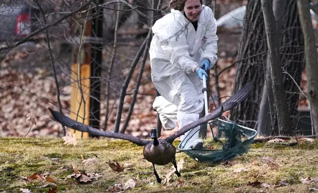 Katie Handler, veterinary technician with the New England Wildlife Center, reaches to try to capture an oil-covered goose along the Muddy River, Monday, Dec. 9, 2024, in Brookline, Mass., as wildlife rescuers tended to dozens of birds that were soaked in oil after an apparent spill. (AP Photo/Charles Krupa)