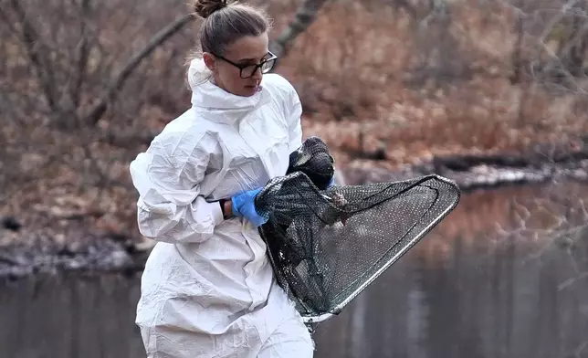 Kerry Batchelder, veterinary technician with the New England Wildlife Center, tries to capture an oil covered duck along the Muddy River, Monday, Dec. 9, 2024, in Brookline, Mass., as wildlife rescuers tended to dozens of birds that were soaked in oil after an apparent spill. (AP Photo/Charles Krupa)