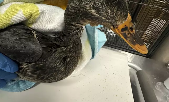 In this photo provided by New England Wildlife Center, wildlife rescuers at New England Wildlife Center in Weymouth, Mass., responded on Monday, Dec. 9, 2024, to rescue dozens of ducks and geese that were affected by an oil spill in a Boston river. (New England Wildlife Center via AP)