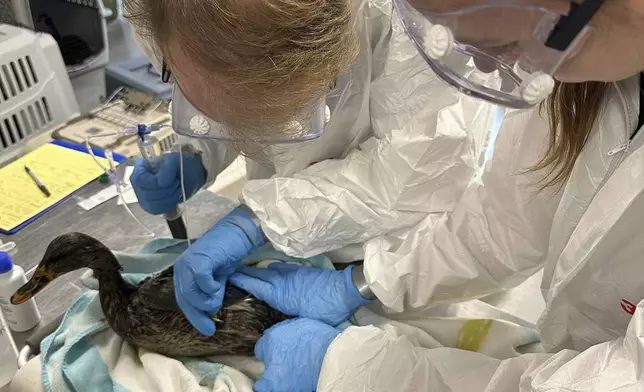 In this photo provided by New England Wildlife Center, wildlife rescuers at New England Wildlife Center in Weymouth, Mass., responded on Monday, Dec. 9, 2024, to rescue dozens of ducks and geese that were affected by an oil spill in a Boston river. (New England Wildlife Center via AP)