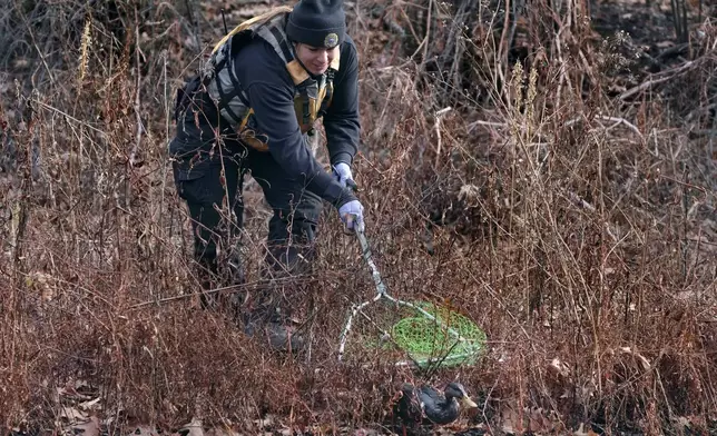 A Boston Park Ranger tries to capture an oil covered duck along the Muddy River, Monday, Dec. 9, 2024, in Boston, as wildlife rescuers tended to dozens of birds that were soaked in oil after an apparent spill. (AP Photo/Charles Krupa)