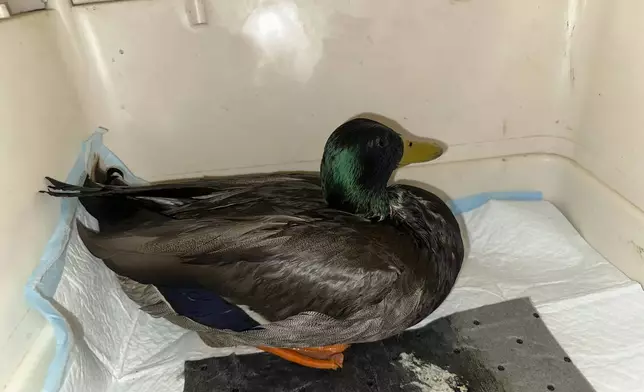In this photo provided by New England Wildlife Center, wildlife rescuers at New England Wildlife Center in Weymouth, Mass., responded on Monday, Dec. 9, 2024, to rescue dozens of ducks and geese that were affected by an oil spill in a Boston river. (New England Wildlife Center via AP)