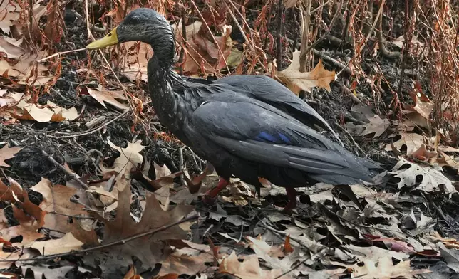 A duck covered with oil walks along the banks of the Muddy River, Monday, Dec. 9, 2024, in Brookline, Mass. Wildlife rescuers tended to dozens of birds that were soaked in oil after an apparent spill. (AP Photo/Charles Krupa)