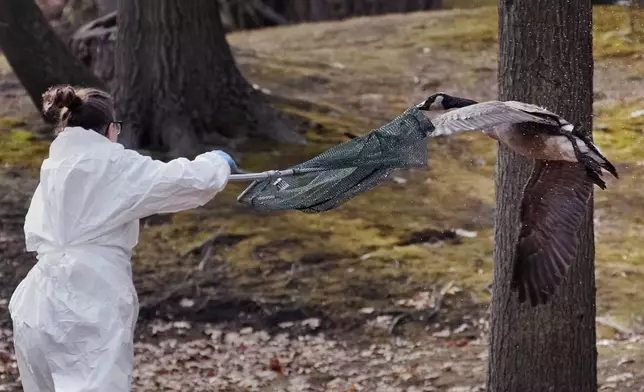 Kerry Batchelder, veterinary technician with the New England Wildlife Center, tries to capture an oil covered duck along the Muddy River, Monday, Dec. 9, 2024, in Brookline, Mass. (AP Photo/Charles Krupa)
