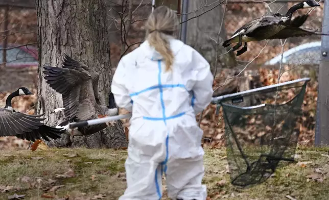 Meaghan Still, veterinary technician with the New England Wildlife Center, tries to capture an oil covered geese along the Muddy River, Monday, Dec. 9, 2024, in Brookline, Mass. (AP Photo/Charles Krupa)