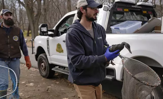 Josh Gahagan, a technician with the Massachusetts Division of Fisheries and Wildlife, carries an oil covered duck he captured near the Muddy River, Monday, Dec. 9, 2024, in Brookline, Mass., as wildlife rescuers tended to dozens of birds that were soaked in oil after an apparent spill. (AP Photo/Charles Krupa)