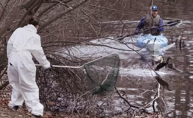 Kerry Batchelder, left, veterinary technician with the New England Wildlife Center, tries to capture an oil covered duck along the Muddy River, Monday, Dec. 9, 2024, in Brookline, Mass. (AP Photo/Charles Krupa)