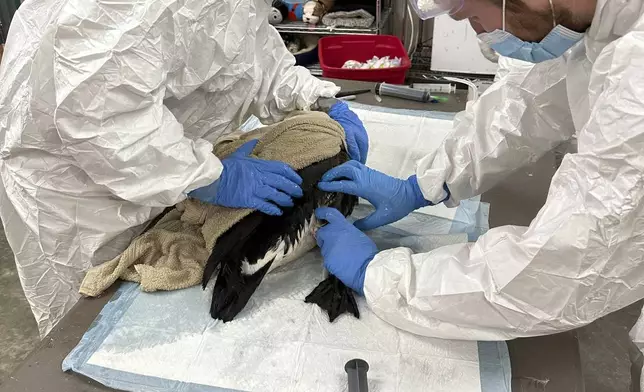 In this photo provided by New England Wildlife Center, wildlife rescuers at New England Wildlife Center in Weymouth, Mass., responded on Monday, Dec. 9, 2024, to rescue dozens of ducks and geese that were affected by an oil spill in a Boston river. (New England Wildlife Center via AP)