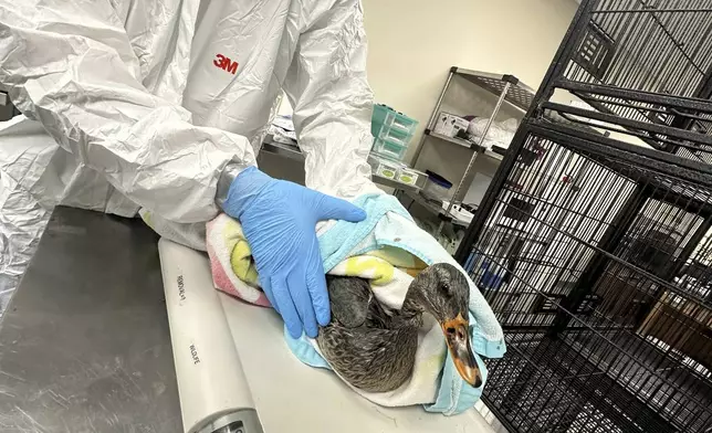 In this photo provided by New England Wildlife Center, wildlife rescuers at New England Wildlife Center in Weymouth, Mass., responded on Monday, Dec. 9, 2024, to rescue dozens of ducks and geese that were affected by an oil spill in a Boston river. (New England Wildlife Center via AP)