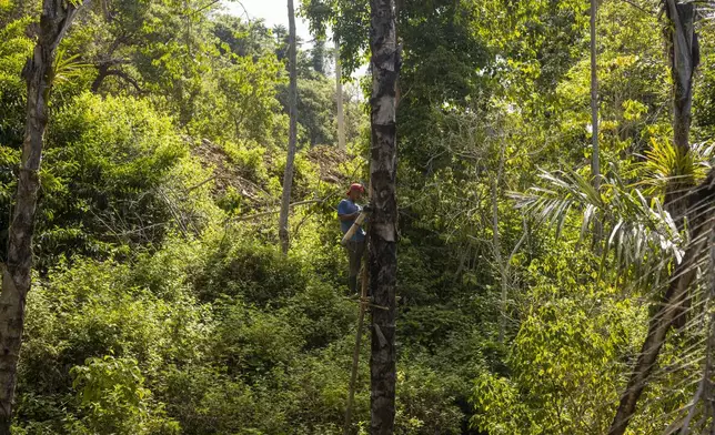 Amal Susanto collects sap from a palm tree to make palm sugar on Kabaena Island, Southeast Sulawesi, Indonesia, Friday, Friday, Nov. 15, 2024. (AP Photo/Yusuf Wahil)