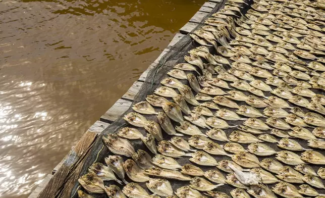 Fish are laid out in Baliara village on Kabaena Island, Southeast Sulawesi, Indonesia, Friday, Nov. 15, 2024. (AP Photo/Yusuf Wahil)