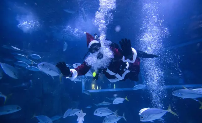 Diver Felipe Luna, dressed in a Santa Claus suit, swims inside a tank at the AquaRio Marine Aquarium as part of an annual Christmas tradition, in Rio de Janeiro, Saturday, Dec. 21, 2024. (AP Photo/ Bruna Prado)