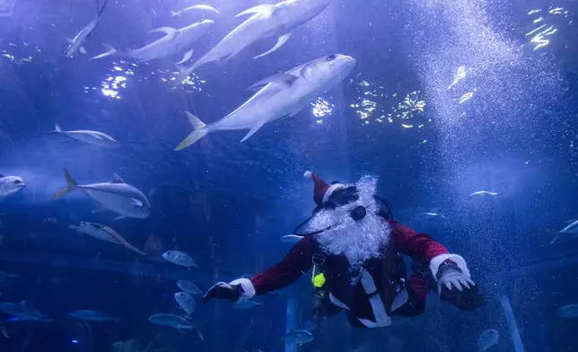 Diver Felipe Luna, dressed in a Santa Claus suit, swims inside a tank at the AquaRio Marine Aquarium as part of an annual Christmas tradition, in Rio de Janeiro, Saturday, Dec. 21, 2024. (AP Photo/ Bruna Prado)