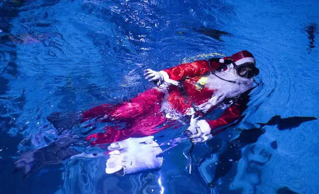 Diver Felipe Luna, dressed in a Santa Claus suit, swims inside a tank at the AquaRio Marine Aquarium as part of an annual Christmas tradition, in Rio de Janeiro, Saturday, Dec. 21, 2024. (AP Photo/ Bruna Prado)