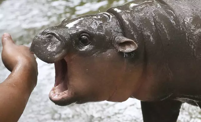 FILE - Two-month-old baby hippo Moo Deng plays with a zookeeper in the Khao Kheow Open Zoo in Chonburi province, Thailand, Thursday, Sept. 19, 2024. (AP Photo/Sakchai Lalit, File)