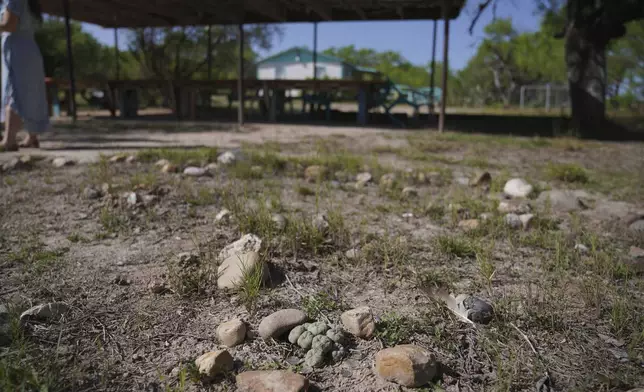 Peyote, a cactus containing the hallucinogen, mescaline, grows at the home of the late Amada Cardenas, in Mirando City, Texas, Monday, March 25, 2024. (AP Photo/Jessie Wardarski)