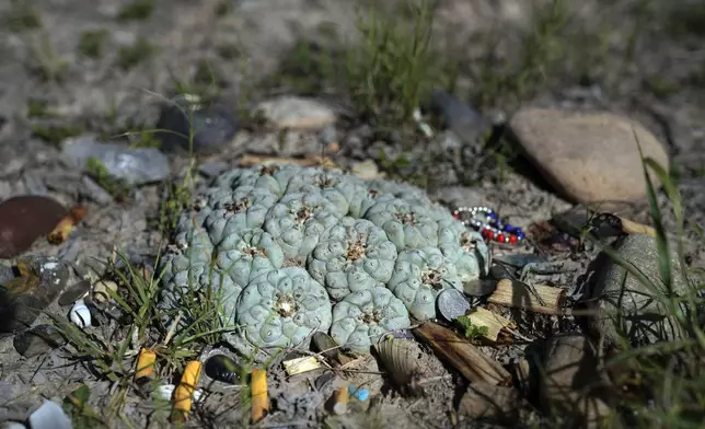 Offerings surround a group of peyote plants at the home of the late Amada Cardenas, who was one of the first federally licensed peyote dealers, alongside her husband, to harvest and sell the sacramental plant to followers of the Native American Church, in Mirando City, Texas, Monday, March 25, 2024. (AP Photo/Jessie Wardarski)