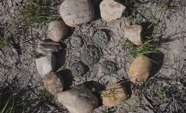 Peyote, a cactus containing the hallucinogen, mescaline, grows at the former home of Amada Cardenas, who was one of the first federally licensed peyote dealers, alongside her husband, to harvest and sell the sacramental plant to followers of the Native American Church, in Mirando City, Texas, Monday, March 25, 2024. (AP Photo/Jessie Wardarski)