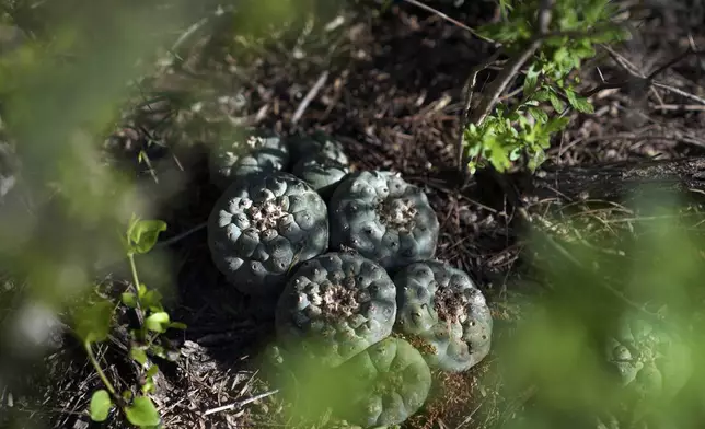 Peyote growing in the wild on the 605 acres of land run by the Indigenous Peyote Conservation Initiative, which is led by several members of the Native American Church, in Hebbronville, Texas, Tuesday, March 26, 2024. (AP Photo/Jessie Wardarski)