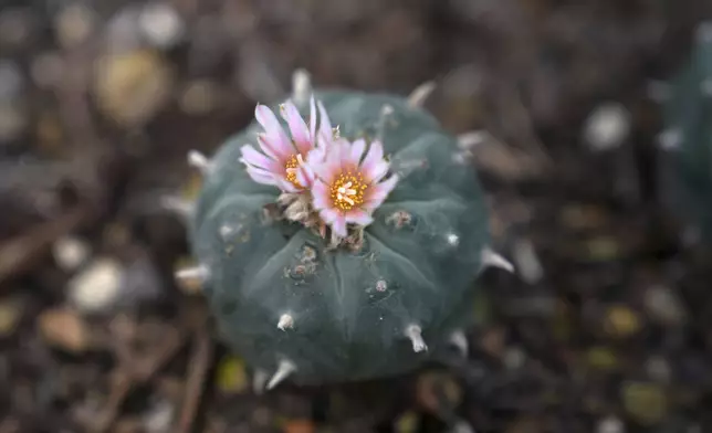 A peyote plant blooms while growing in the nursery at the Indigenous Peyote Conservation Initiative homesite in Hebbronville, Texas, Sunday, March 24, 2024. (AP Photo/Jessie Wardarski)