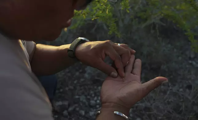 Sandor Iron Rope, Oglala Lakota tribe member, president of the Native American Church of South Dakota and Indigenous Peyote Conservation Initiative board member, looks for seeds from a peyote plant, in Hebbronville, Texas, Tuesday, March 26, 2024. (AP Photo/Jessie Wardarski)