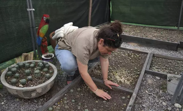 Miriam Volat, executive director of the Indigenous Peyote Conservation Initiative and co-director of The River Styx Foundation, examines young peyote plants in the nursery at IPCI in Hebbronville, Texas, Sunday, March 24, 2024. (AP Photo/Jessie Wardarski)