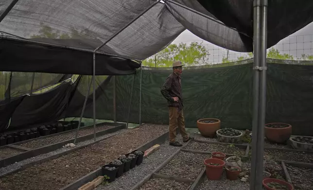 Adrian Primeaux, of the Yankton Sioux and Apache, stands in the peyote nursery at the Indigenous Peyote Conservation Initiative, a spiritual homesite and peyote conservation site for Native American Church members on 605 acres of land in the peyote gardens of South Texas, Sunday, March 24, 2024, in Hebbronville, Texas. (AP Photo/Jessie Wardarski)