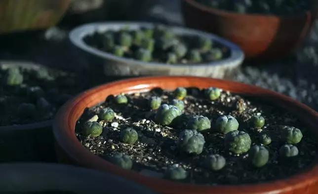 Peyote plants growing in the nursery at the Indigenous Peyote Conservation Initiative homesite in Hebbronville, Texas, Tuesday, March 26, 2024. (AP Photo/Jessie Wardarski)