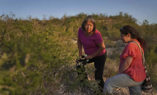 Members of the Indigenous Peyote Conservation Initiative and various chapters of the Native American Church and ABNDN, Azee Bee Nahgha of Diné Nation, look for peyote growing in the wild, in Hebbronville, Texas, Tuesday, March 26, 2024. (AP Photo/Jessie Wardarski)