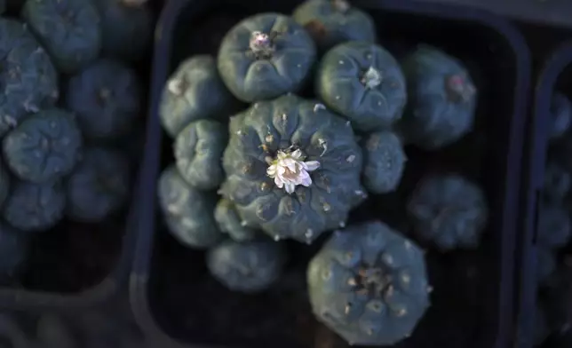 Peyote plants growing in the nursery at the Indigenous Peyote Conservation Initiative homesite in Hebbronville, Texas, Tuesday, March 26, 2024. (AP Photo/Jessie Wardarski)