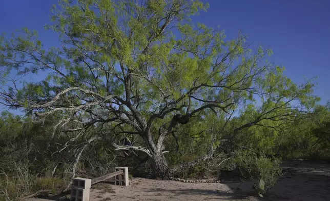 The offering garden at the Indigenous Peyote Conservation Initiative homesite, in Hebbronville, Texas, Tuesday, March 26, 2024. (AP Photo/Jessie Wardarski)